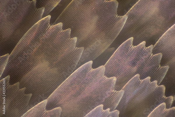 Obraz Extreme magnification - Butterfly wing under the microscope