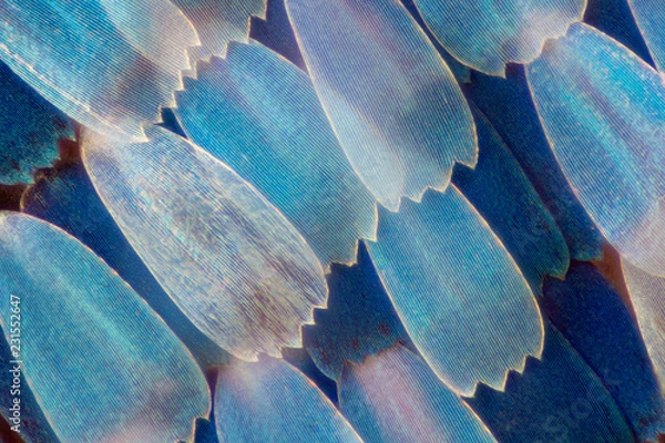 Obraz Extreme magnification - Butterfly wing under the microscope