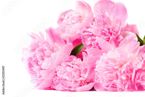 Obraz pink peony flower
