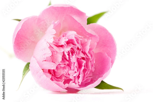 Obraz pink peony flower