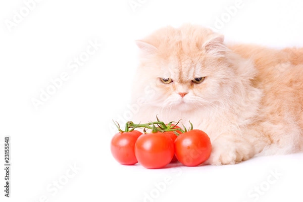 Obraz Red cat this tomato