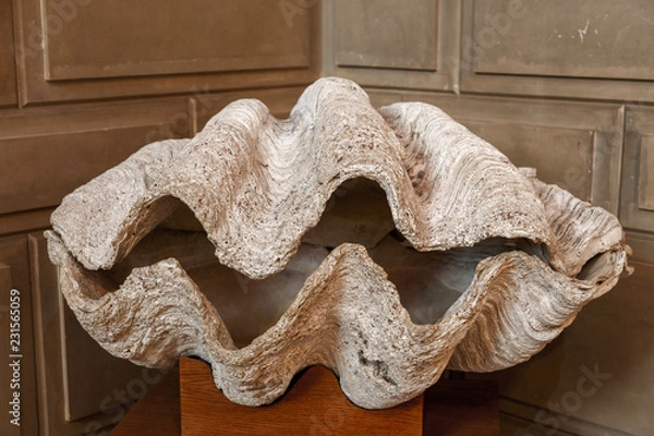 Obraz Giant Clam Shell