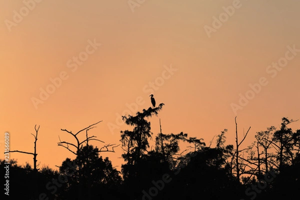 Obraz egret silhouette sunset