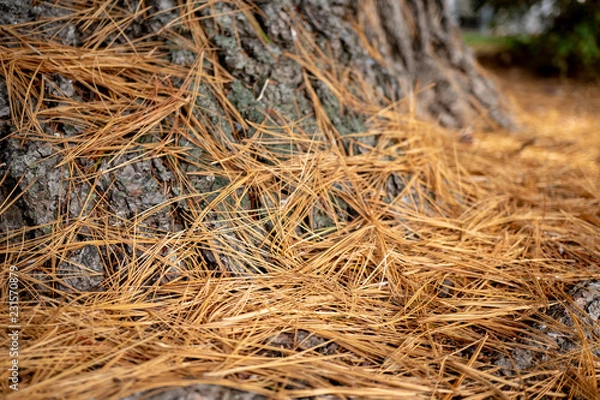 Fototapeta Brown old dry pine needles on the ground next to a tree