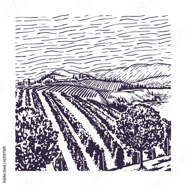 Fototapeta Vineyard line art, with rows of grape vines, with a grape vine in the foreground and a building, clouded sky and mountains.
