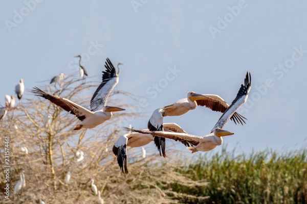 Obraz Lake Manyara