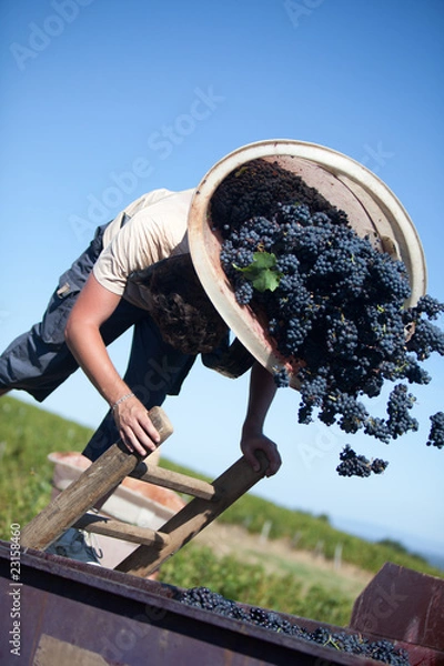 Obraz grappes de raisin