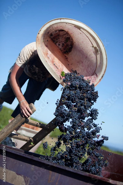 Obraz récolte du raisin