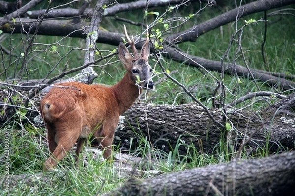 Obraz  Apriolo albero caduto