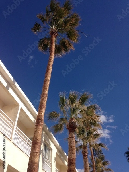 Fototapeta Trees by coast