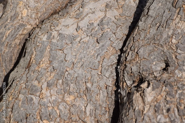 Fototapeta Bark texture