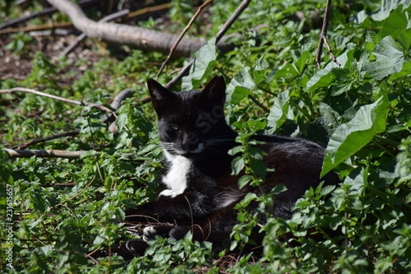 Fototapeta Cat reclining in foliage