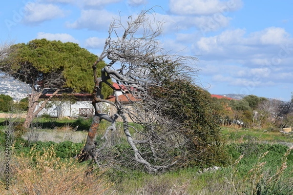 Fototapeta Windswept tree