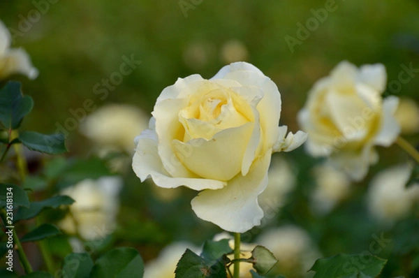 Fototapeta 淡いクリーム色の花びらが美しい四季咲き大輪のバラ、エリナ