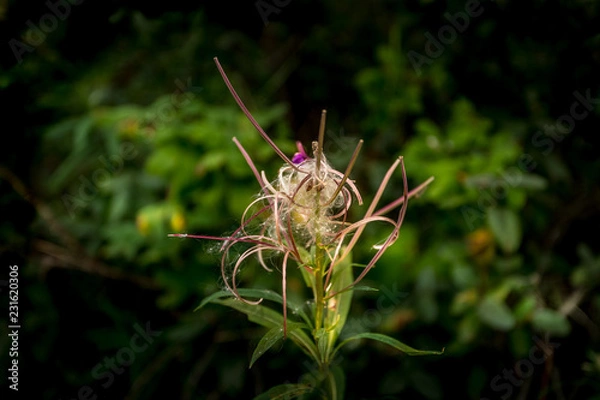 Obraz Dishevelled Beauty