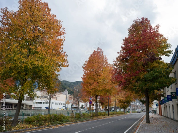 Obraz Yellow leaves Road