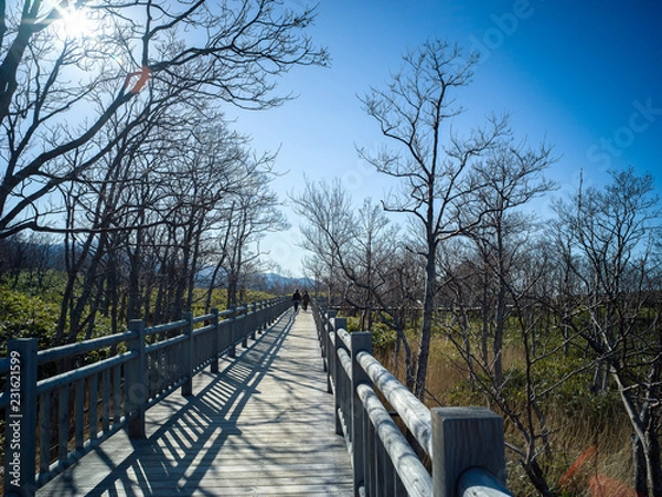 Obraz Clear sky in forest