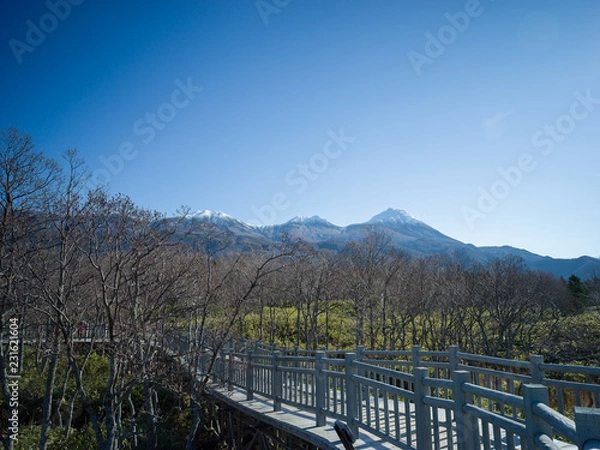 Obraz Bridge in forest