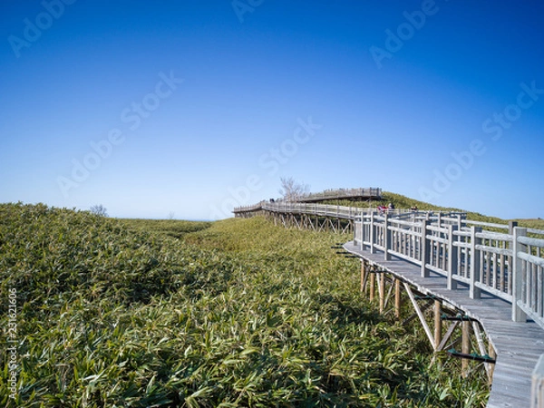 Obraz Bridge in forest and clear sky