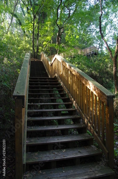 Fototapeta 森の中の木製の階段