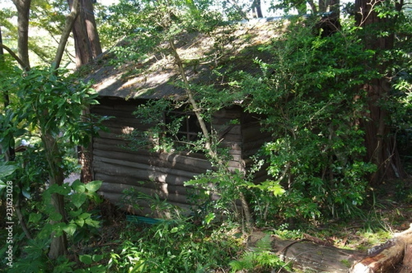 Obraz 森の中の廃屋