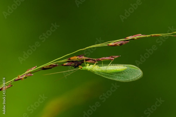 Fototapeta Gemeine Florfliege