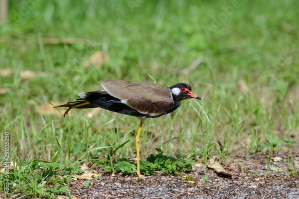 Fototapeta Red-wattled lapwing is an Asian lapwing or large plover, a wader in the family Charadriidae. They are ground birds that are incapable of perching.