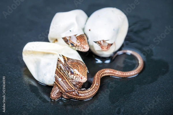 Obraz Little Sand lizards hatching from an eggs, selective focus