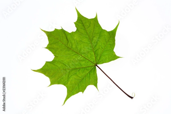 Obraz green leaf isolated on a white background