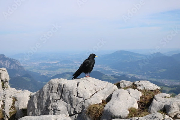 Fototapeta Dohlen #1