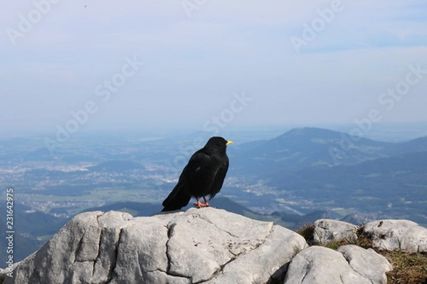 Fototapeta Dohlen #2