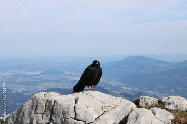 Fototapeta Dohlen #3