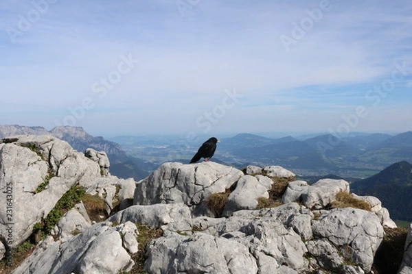 Fototapeta Dohlen #4