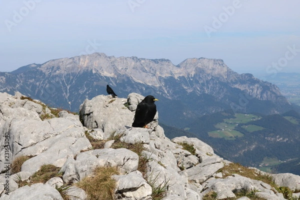 Fototapeta Dohlen #5