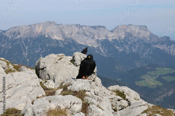 Fototapeta Dohlen #6