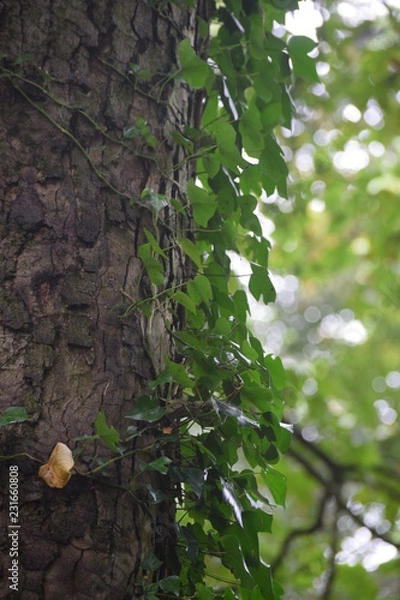 Fototapeta Ivy growing on tree trunk 