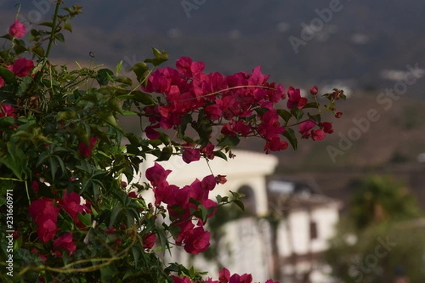 Fototapeta Pink flowers 