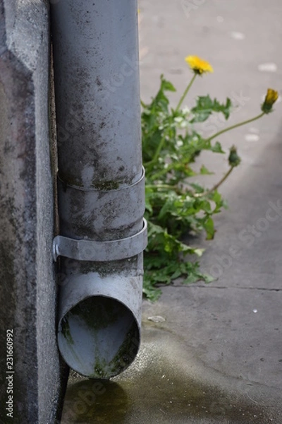 Fototapeta Drainpipe with dandelions 