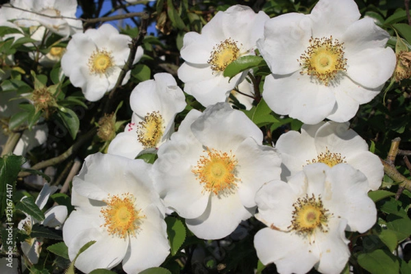 Obraz 白いナニワイバラの花