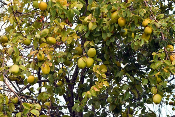Fototapeta Ripe green apples hanging on a branch.