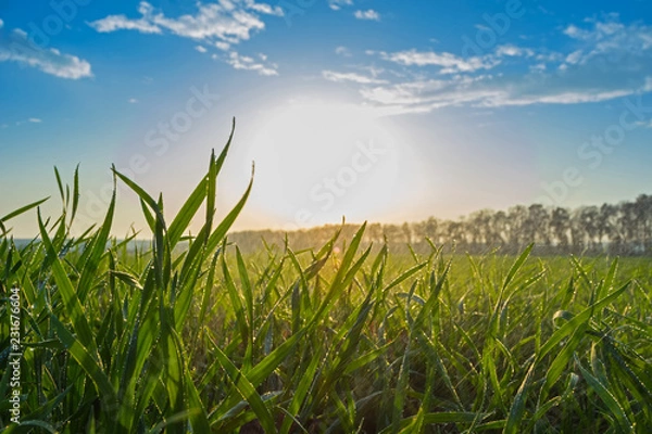 Fototapeta winter wheat with drops of dew in late autumn at sunset