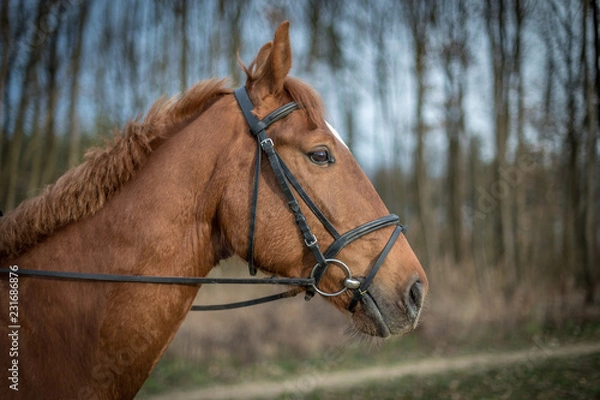 Fototapeta Beautiful brown horse portrait with bridle in the spring forest