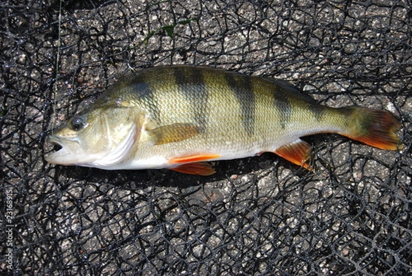 Fototapeta Flussbarsch (Perca fluviatilis)