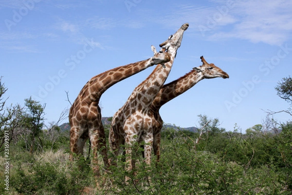 Obraz sparring giraffe
