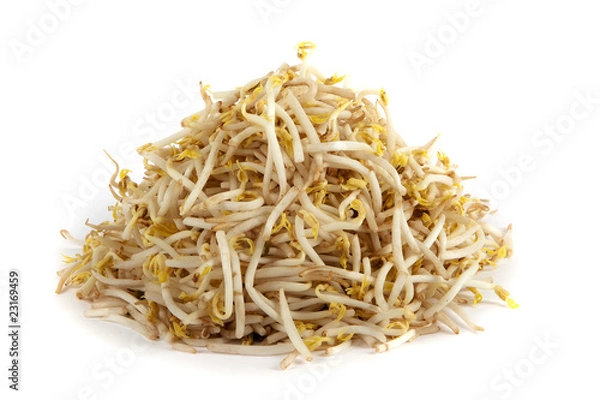 Obraz Bambussprossen