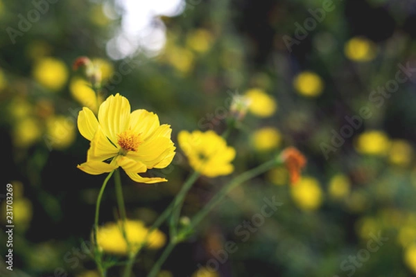 Obraz yellow cosmos flowers blooming in the garden with soft-focus and over light in the background