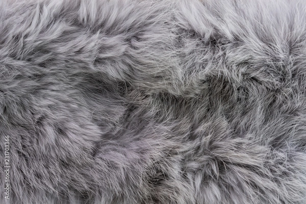 Obraz Anumal fur textured