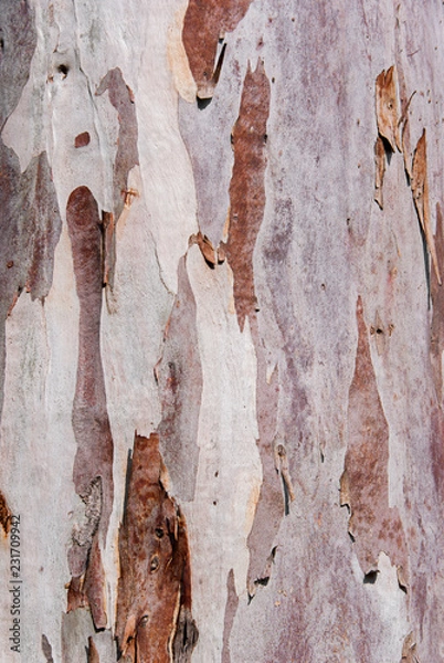Obraz Eucalyptus tree bark texture