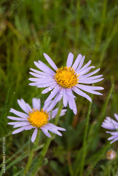 Obraz Aster alpinum