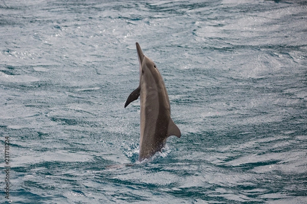Obraz golfinho em noronha